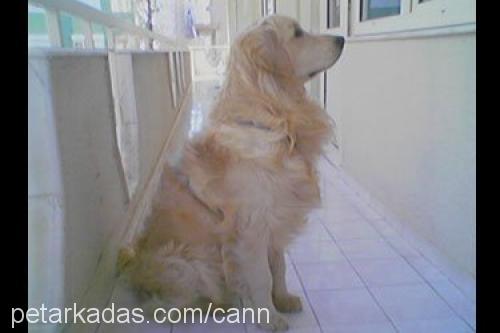 çilek Dişi Golden Retriever